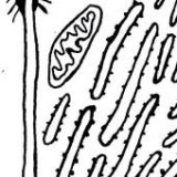 Keine Beschreibung für dieses Bild gefunden.