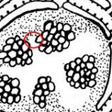 Keine Beschreibung für dieses Bild gefunden.