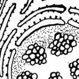 Keine Beschreibung für dieses Bild gefunden.